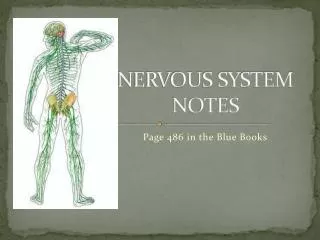 NERVOUS SYSTEM NOTES
