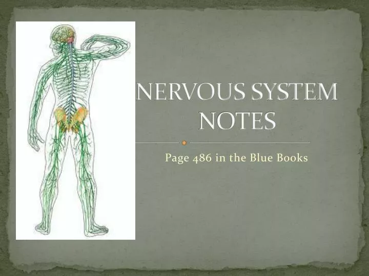 nervous system notes