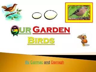 Our Garden Birds