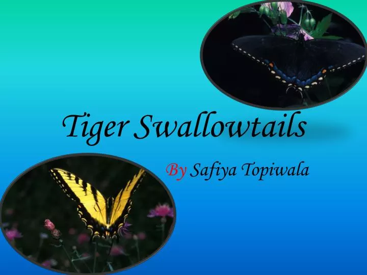 tiger swallowtails