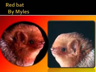 Red bat By Myles