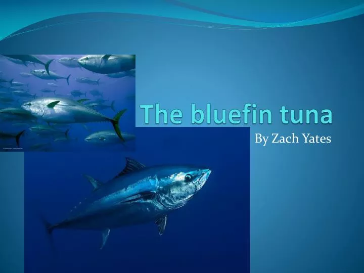 the bluefin tuna