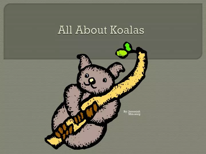 all about koalas