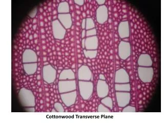 Cottonwood Transverse Plane