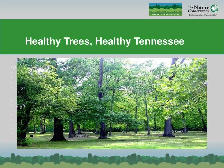 healthy trees healthy tennessee