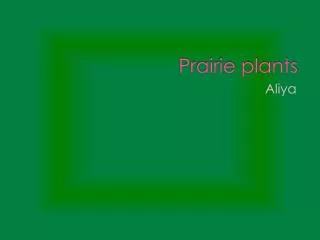 Prairie plants