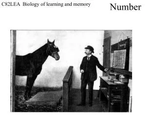 C82LEA Biology of learning and memory