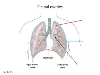 Pleural cavities