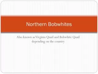Northern Bobwhites