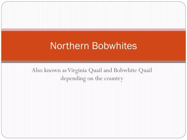 northern bobwhites