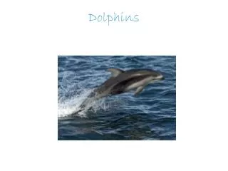 dolphins