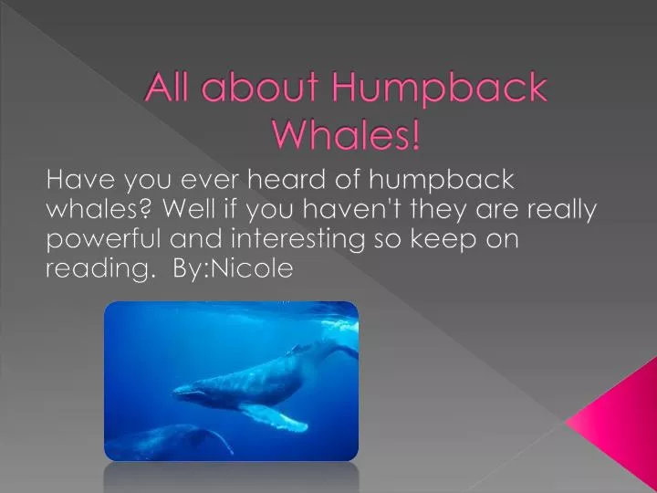 all about humpback whales