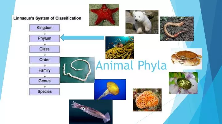 animal phyla