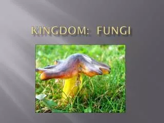 Kingdom: fungi