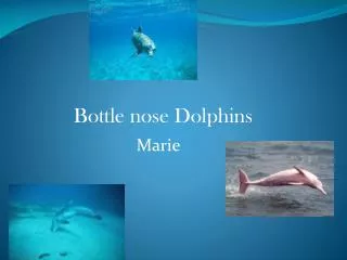 Bottle nose Dolphins