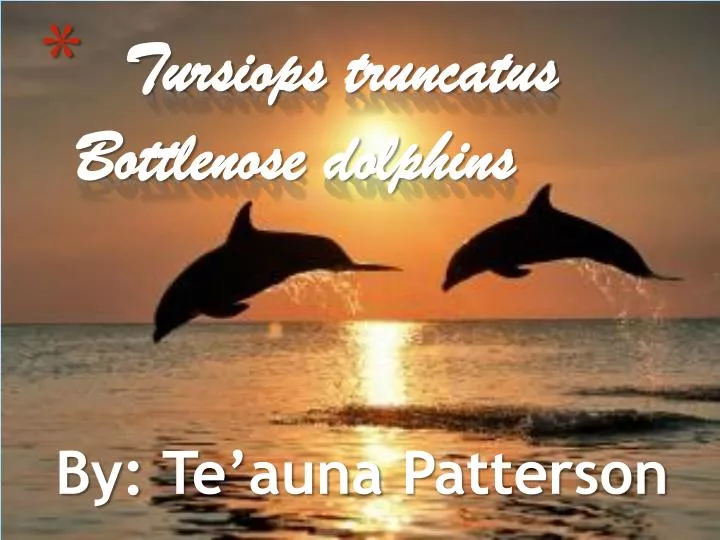 tursiops truncatus bottlenose dolphins