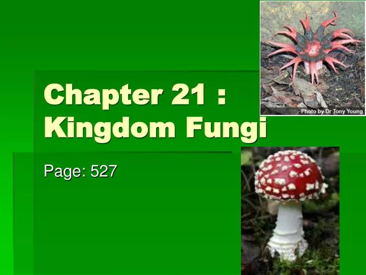 chapter 21 kingdom fungi