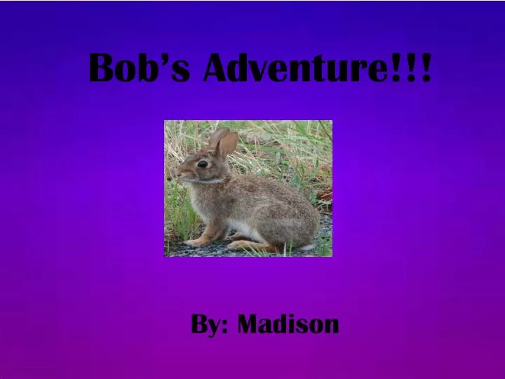 bob s adventure