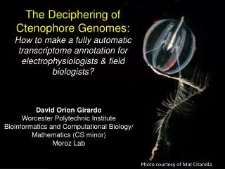 The Deciphering of Ctenophore Genomes: