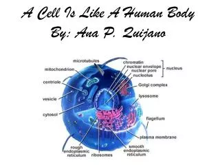A Cell Is Like A Human Body By: Ana P. Quijano
