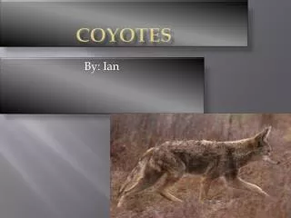 Coyotes