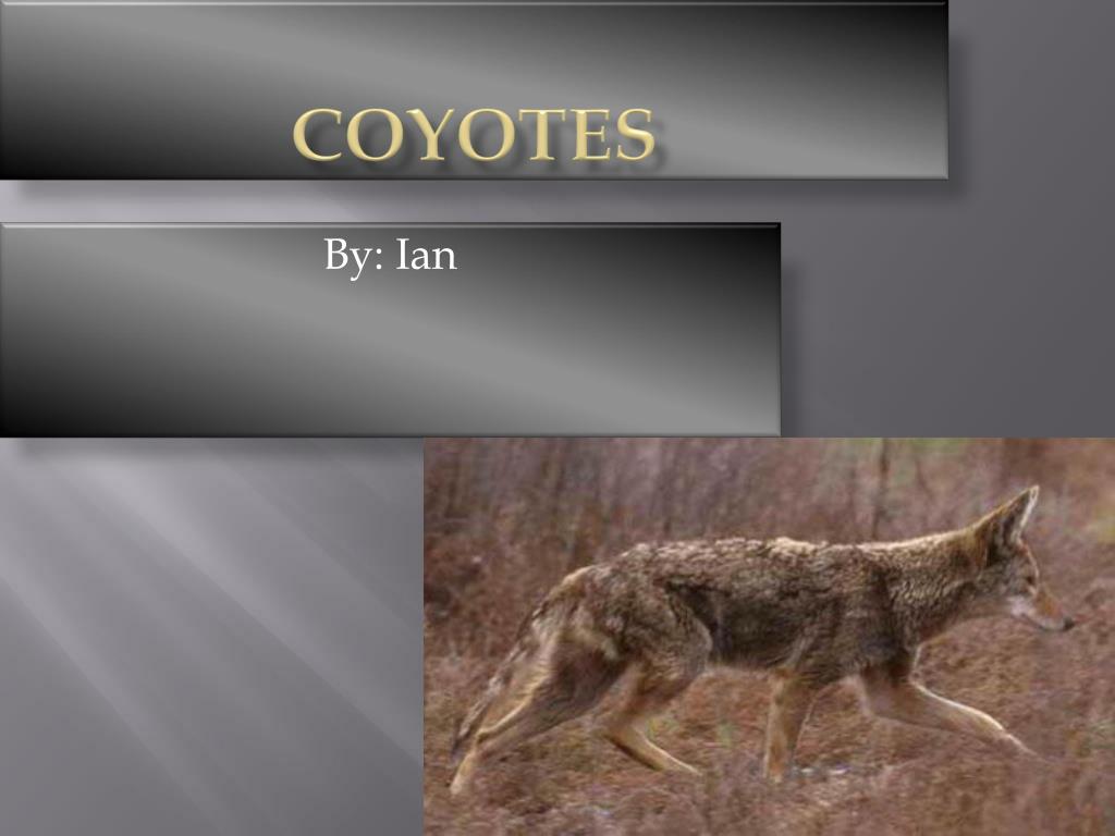 PPT - Coyotes PowerPoint Presentation, free download - ID:2340929