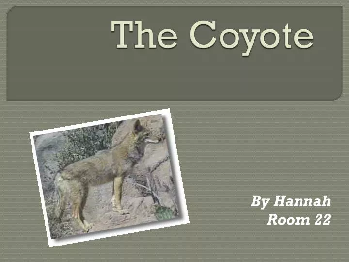 the coyote