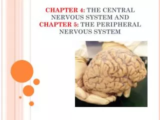 CHAPTER 4: THE CENTRAL NERVOUS SYSTEM AND CHAPTER 5: THE PERIPHERAL NERVOUS SYSTEM