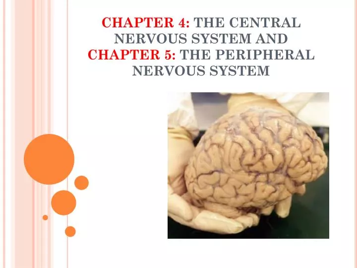 chapter 4 the central nervous system and chapter 5 the peripheral nervous system