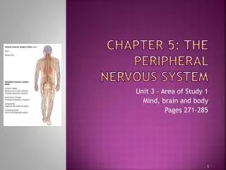 Chapter 5: The Peripheral Nervous System