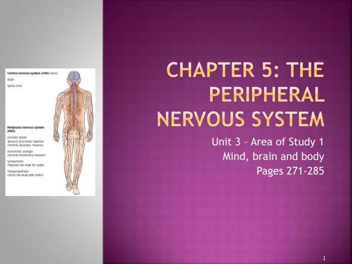 chapter 5 the peripheral nervous system
