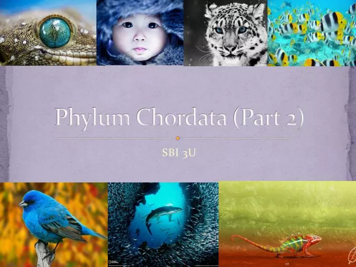 phylum chordata part 2