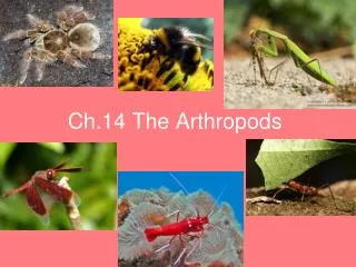 Ch.14 The Arthropods