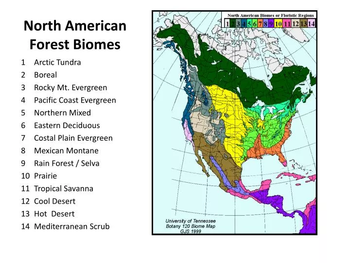 north american forest biomes