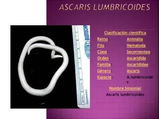 ascaris lumbricoides