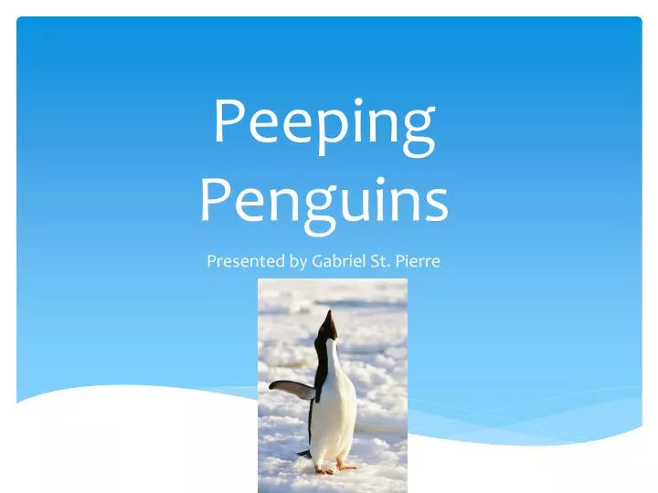 peeping penguins
