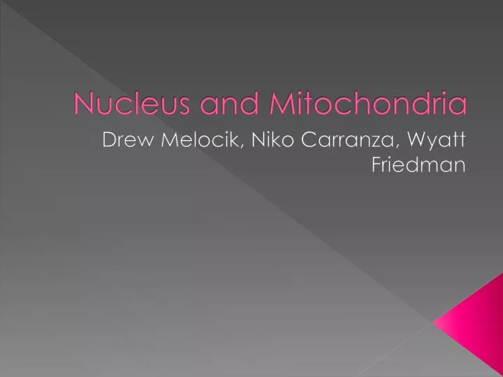 nucleus and mitochondria