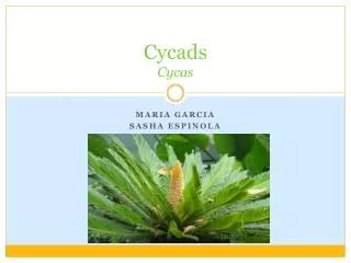 Cycads Cycas