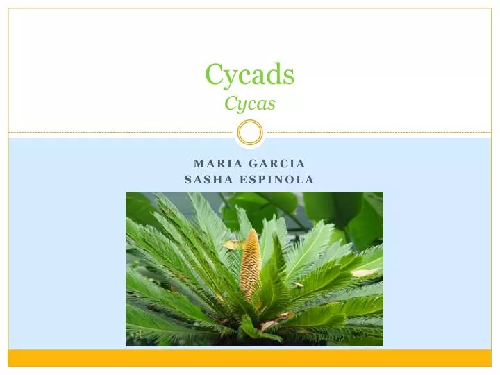 cycads cycas