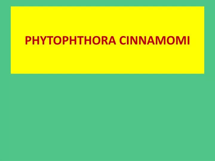 phytophthora cinnamomi