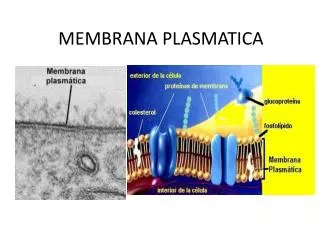 membrana plasmatica