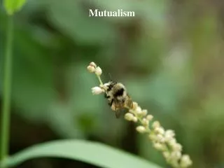 Mutualism