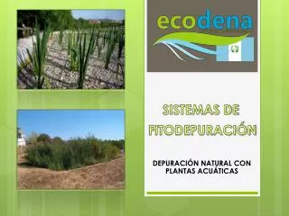 depuraci n natural con plantas acu ticas