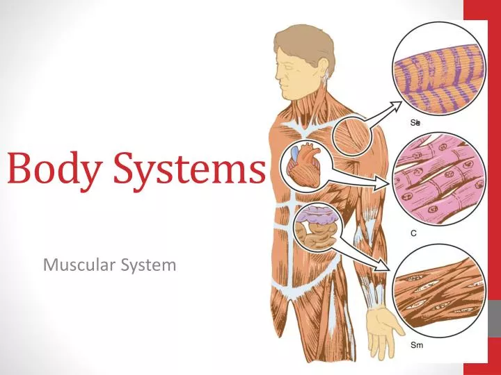 body systems