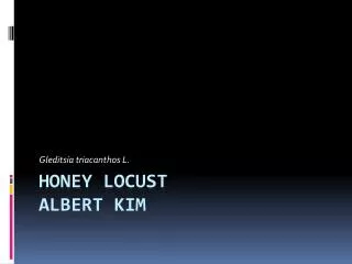 Honey Locust Albert Kim