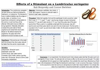 Effects of a Stimulant on a Lumbriculus variegates