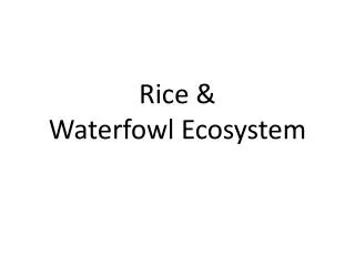 Rice &amp; Waterfowl Ecosystem