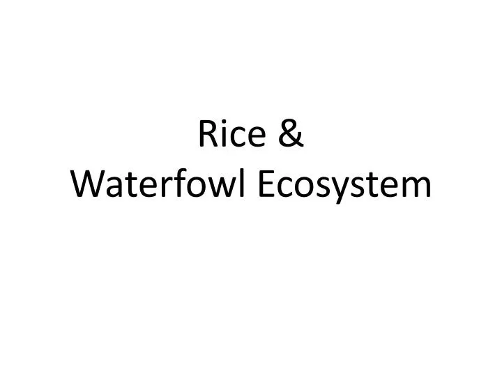 rice waterfowl ecosystem