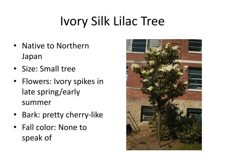 ivory silk lilac tree