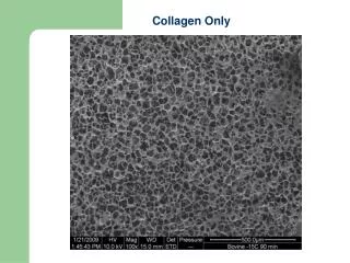 Collagen Only